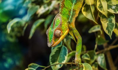 Conservation in Madagascar