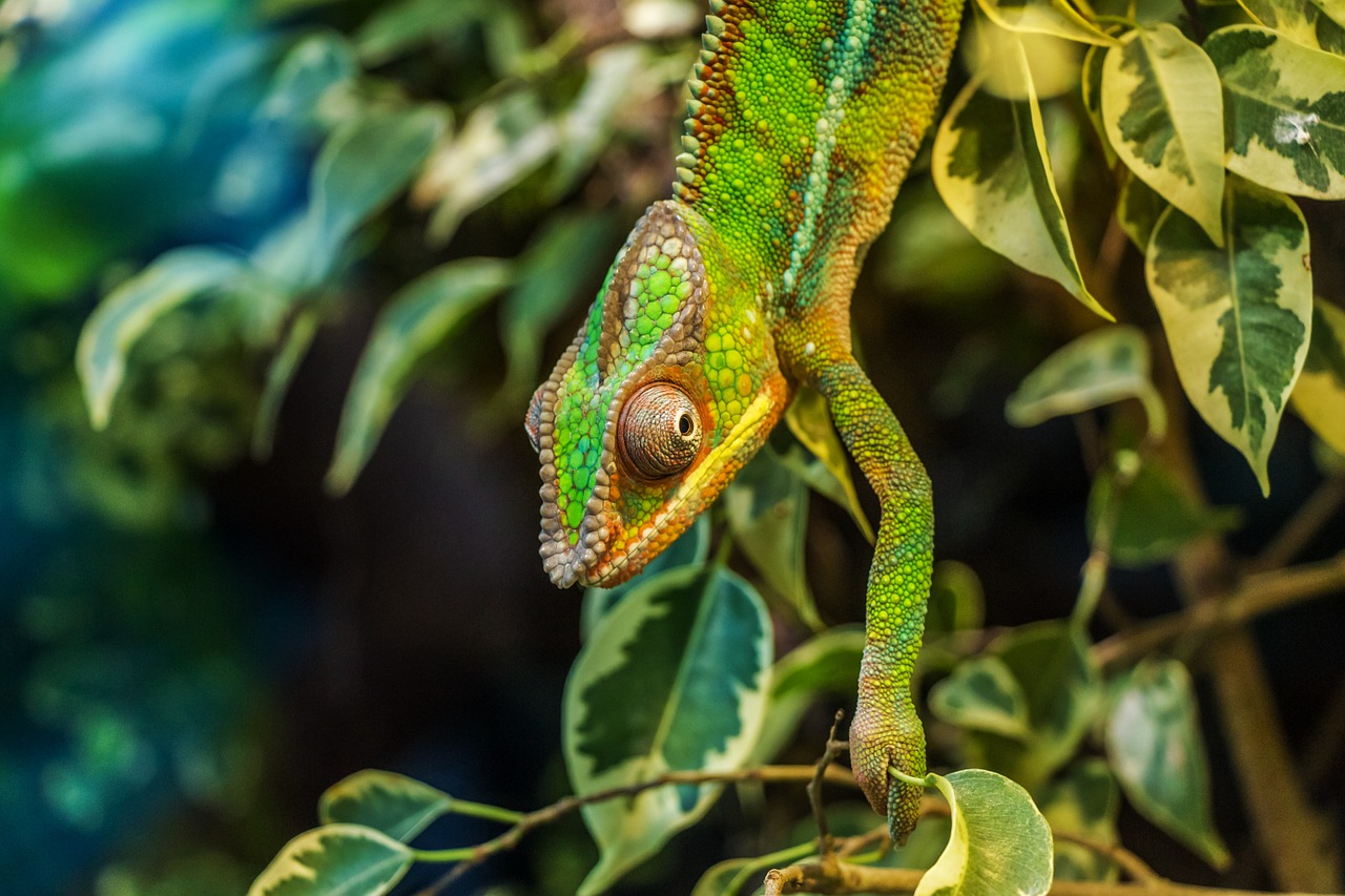 Conservation in Madagascar